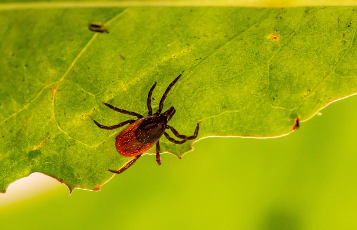 Tick with Lyme Disease