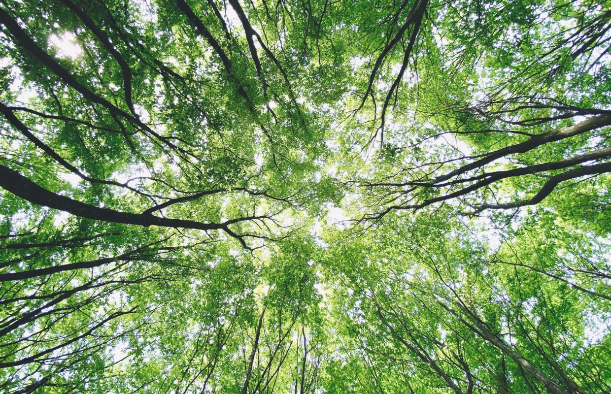 Lyme disease Carrying Ticks